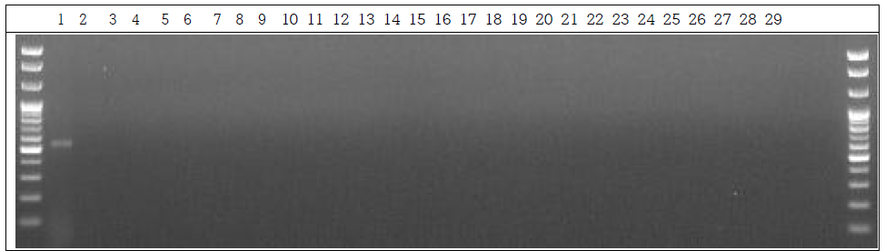 분변 샘플 PCR. 1: Marker, 2: Positive control, 3: Negative control, 4~13: GM stool DNA 6 hr, 14~23: W.T stool DNA 6 hr, 24~28: non-treatment stool DNA 6 hr, 29: Marker