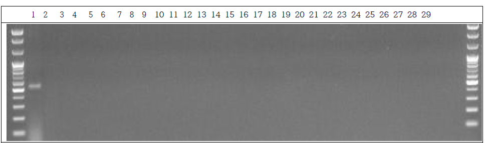 분변 샘플 PCR. 1: Marker, 2: Positive control, 3: Negative control, 4~13: GM stool DNA 9 hr, 14~23: W.T stool DNA 9 hr, 24~28: non-treatment stool DNA 9 hr, 29: Marker