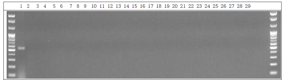 분변 샘플 PCR. 1: Marker, 2: Positive control, 3: Negative control, 4~13: GM stool DNA 12 hr, 14~23: W.T stool DNA 12 hr, 24~28: non-treatment stool DNA 12 hr, 29: Marker