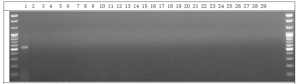 분변 샘플 PCR. 1: Marker, 2: Positive control, 3: Negative control, 4~13: GM stool DNA 1 Day, 14~23: W.T stool DNA 1 Day, 24~28: non-treatment stool DNA 1 Day, 29: Marker
