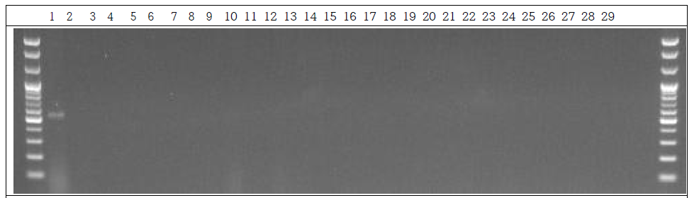 분변 샘플 PCR. 1: Marker, 2: Positive control, 3: Negative control, 4~13: GM stool DNA 3 Day, 14~23: W.T stool DNA 3 Day, 24~28: non-treatment stool DNA 3 Day, 29: Marker