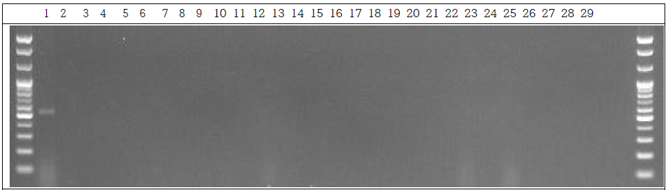 분변 샘플 PCR. 1: Marker, 2: Positive control, 3: Negative control, 4~13: GM stool DNA 6 Day, 14~23: W.T stool DNA 6 Day, 24~28: non-treatment stool DNA 6 Day, 29: Marker