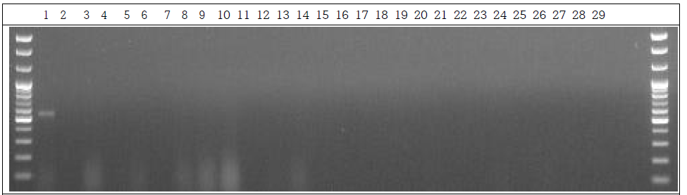 분변 샘플 PCR. 1: Marker, 2: Positive control, 3: Negative control, 4~13: GM stool DNA 9 Day, 14~23: W.T stool DNA 9 Day, 24~28: non-treatment stool DNA 9 Day, 29: Marker