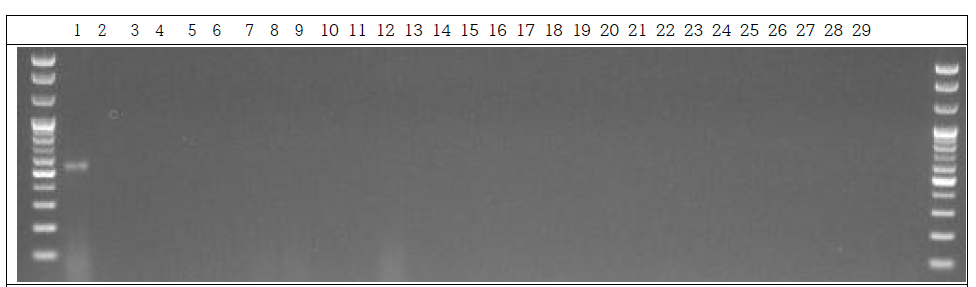 분변 샘플 PCR. 1: Marker, 2: Positive control, 3: Negative control, 4~13: GM stool DNA 12 Day, 14~23: W.T stool DNA 12 Day, 24~28: non-treatment stool DNA 12 Day, 29: Marker