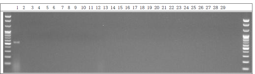분변 샘플 PCR. 1: Marker, 2: Positive control, 3: Negative control, 4~13: GM stool DNA 15 Day, 14~23: W.T stool DNA 15 Day, 24~28: non-treatment stool DNA 15 Day, 29: Marker