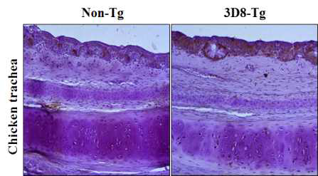 닭 기관지 3D8 단백질 발현