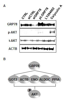 닭 세포에서 GRP78의 세포사멸 억제에 의한 증식 활성 기전