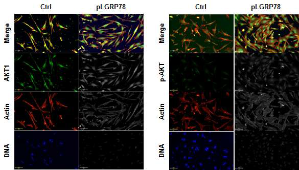 GRP78에 의한 AKT1 활성의 정성적 분석