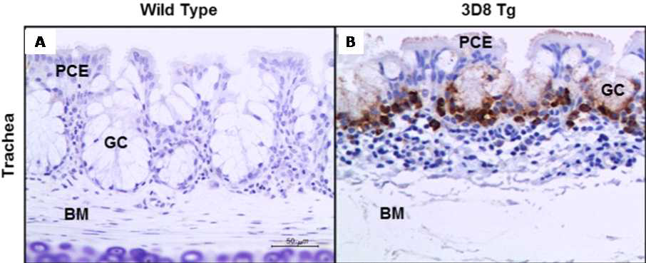 3D8 형질전환 닭 기관지 조직염색결과