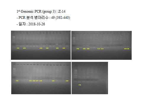 1st Genomic PCR (group 3) : Z-14