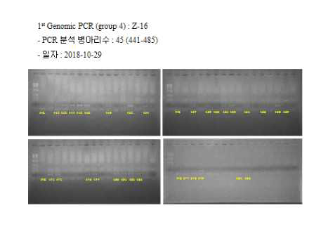 1st Genomic PCR (group 4) : Z-16