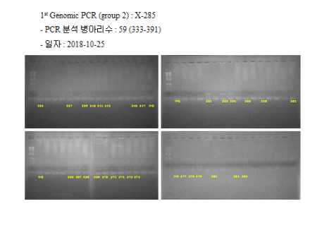 1st Genomic PCR (group 2) : X-285