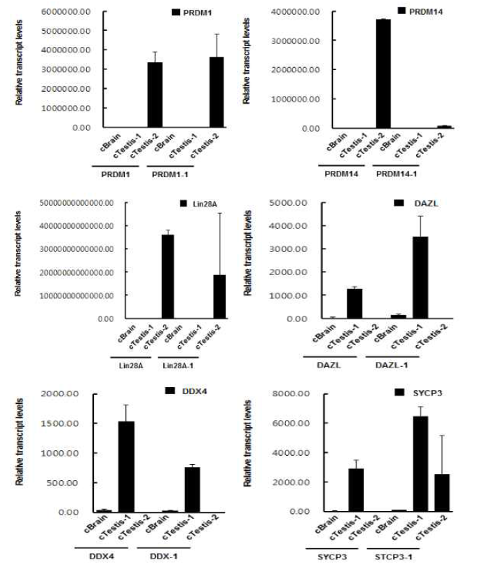 닭 정소 조직으로부터 분리된 정원줄기세포가 포함된 세포의 induced 6 factor (i6F) 유전자(PRDM1, PRDX14, LIN28A, DAZL, VASA와 SYVP3) 발현 분석