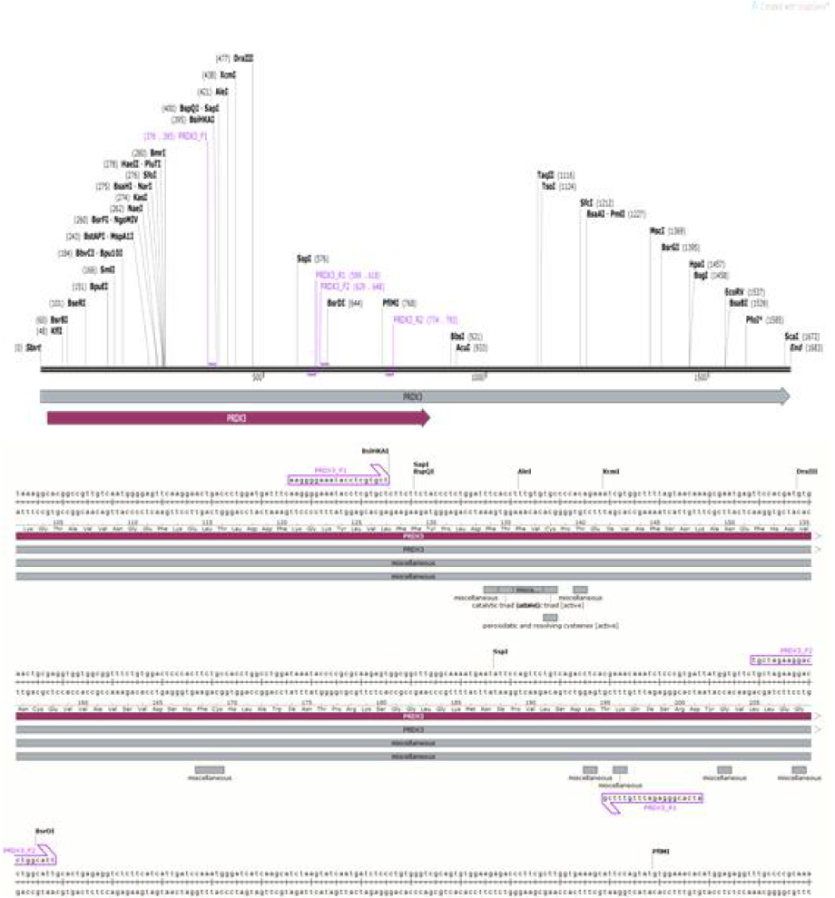 닭의 PRDX3(XM_426543,1683bp) 유전자 분석