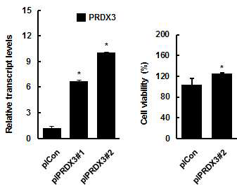 닭 세포에서 PRDX3의 과 발현 억제 및 세포증식 영향 분석