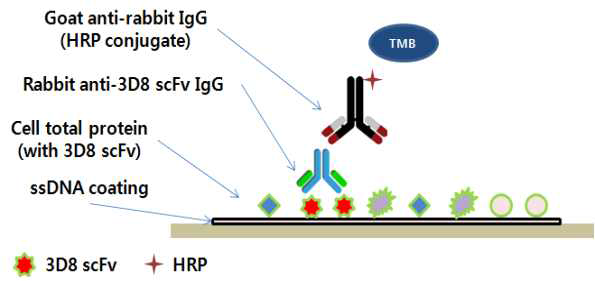 3D8 scFv detection을 위한 ELISA method 모식도