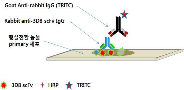 3D8 scFv detection을 위한 Immunocytochemistry method 모식도