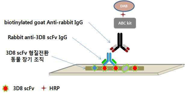 3D8 scFv detection을 위한 Immunohistochemistry method 모식도