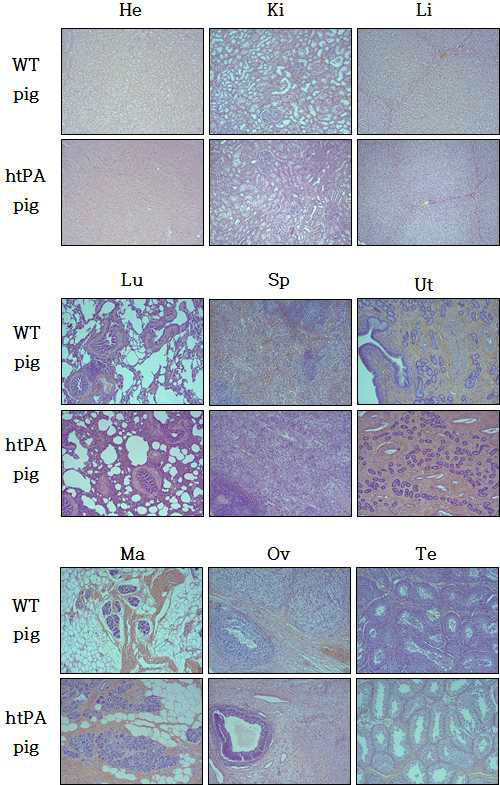 htPA 형질전환 돼지의 조직별 htPA 발현 분석(Hematoxylin 및 Eosin 염색). Heart (He), Kidney (Ki), Liver (Li), Lung (Lu), Spleen (Sp), Uterus (Ut), Mammary gland (Mg), Ovary (Ov), Testis (Te)