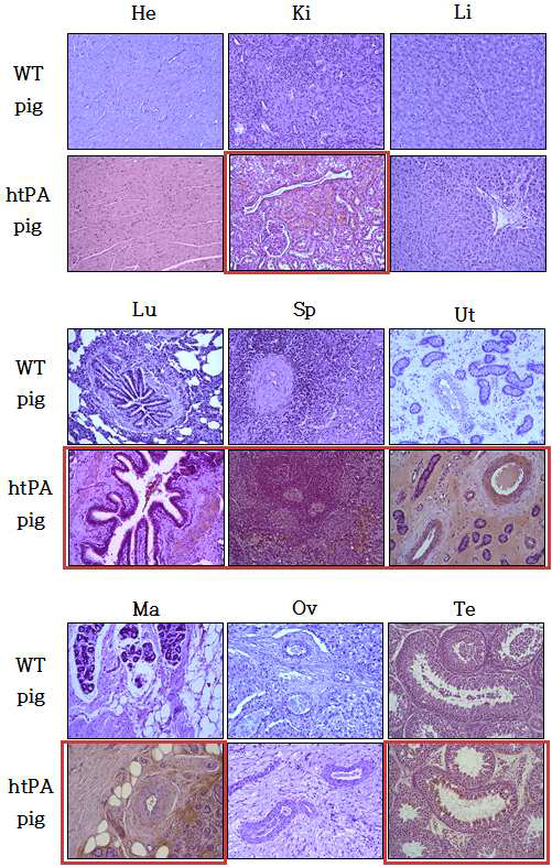 htPA 형질전환 돼지의 조직별 htPA 발현 분석(Immunohistochemistry). Heart (He), Kidney (Ki), Liver (Li), Lung (Lu), Spleen (Sp), Uterus (Ut), Mammary gland (Mg), Ovary (Ov), Testis (Te)