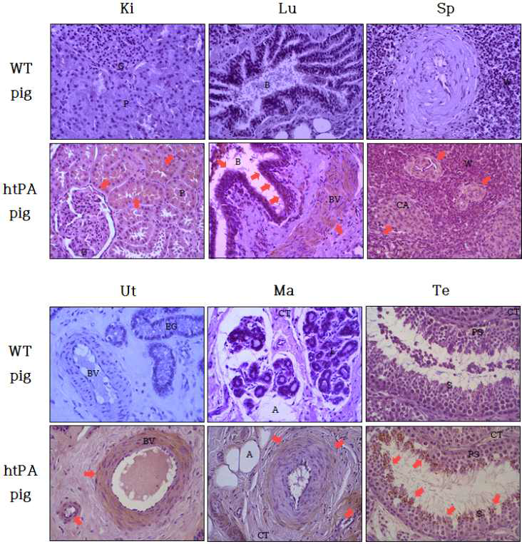 htPA 형질전환 돼지의 조직별 htPA 발현 분석(Immunohistochemistry). Kidney (Ki), Lung (Lu), Spleen (Sp), Uterus (Ut), Mammary gland (Mg), Testis (Te). htPA 단백질은 붉은색 화살표로 표시. 약어설명 : G (Glomerulus), P (Proximal tubule), B (Bronchiole), BV (Blood vessel), W (White pulp), CA (Central artery), EG (Endometrial gland), A (Adipose tissue), L (Lobule), CT (Connective tissue), PS (Primary spermatocyte), S (Spermatid)