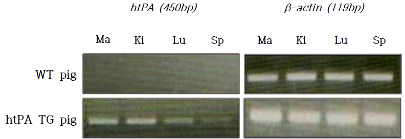 htPA 형질전환 돼지의 조직별 1차 배양 세포의 htPA mRNA 발현 분석. mammary gland (Ma), kidney (Ki), lung (Lu) and spleen (Sp)