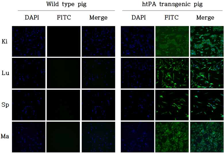 htPA 형질전환 돼지의 조직별 1차 배양 세포의 htPA 단백질 발현 분석 (Immunohistochemistry)