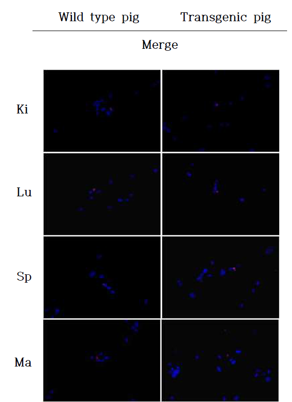 htPA 형질전환 돼지의 조직별 1차 배양 세포의 생존능 분석(TUNEL assay). 붉은점은 apoptosis가 나타난 세포. Kidney (Ki), Lung (Lu), Spleen (Sp), Mammary gland (Ma). Blue: DAPI