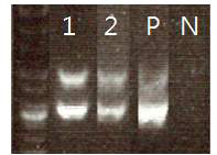 vWF 형질전환 돼지 확인, 1:6C62, 2:1DFF, P: positive control, N; Negative control