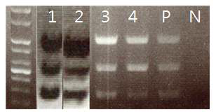 EPO 형질전환 돼지 확인, 1:7247, 2:2B4B, 3:6B7E, 4:2C18, P: positive control, N; Negative control