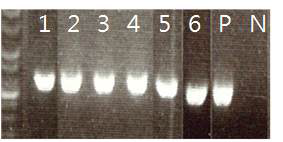 3D8 scFv 형질전환 돼지 확인, 1:254B, 2:409C, 3:4C18, 4:7045, 5:FD54, 6:0EAC, P: positive control, N; Negative control