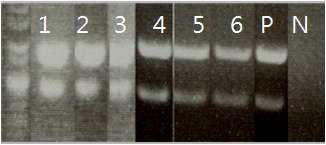 F8 형질전환 돼지 확인, 1:49FB, 2:3FEC, 3:1DDC, 4:72FB, 5:67D1, 6:0660, P: positive control, N; Negative control