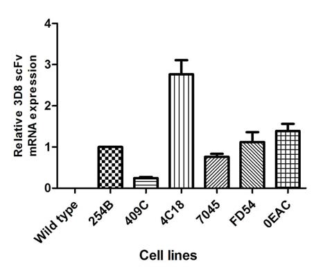 3D8 scFv 형질전환 돼지 1차 세포에서 상대적인 mRNA 발현 확인