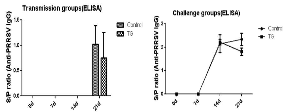 형질전환 자돈과 일반 자돈의 PRRSV 감염 후 항체가 변화