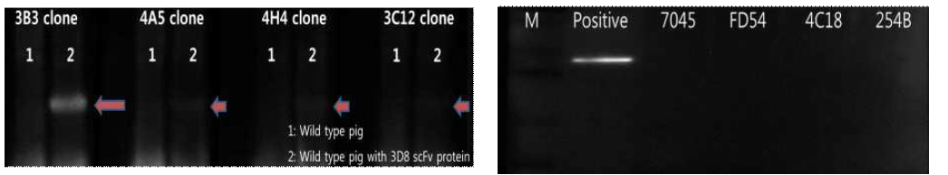 3D8 scFv 항체의 생산과 세포라인별 western blot