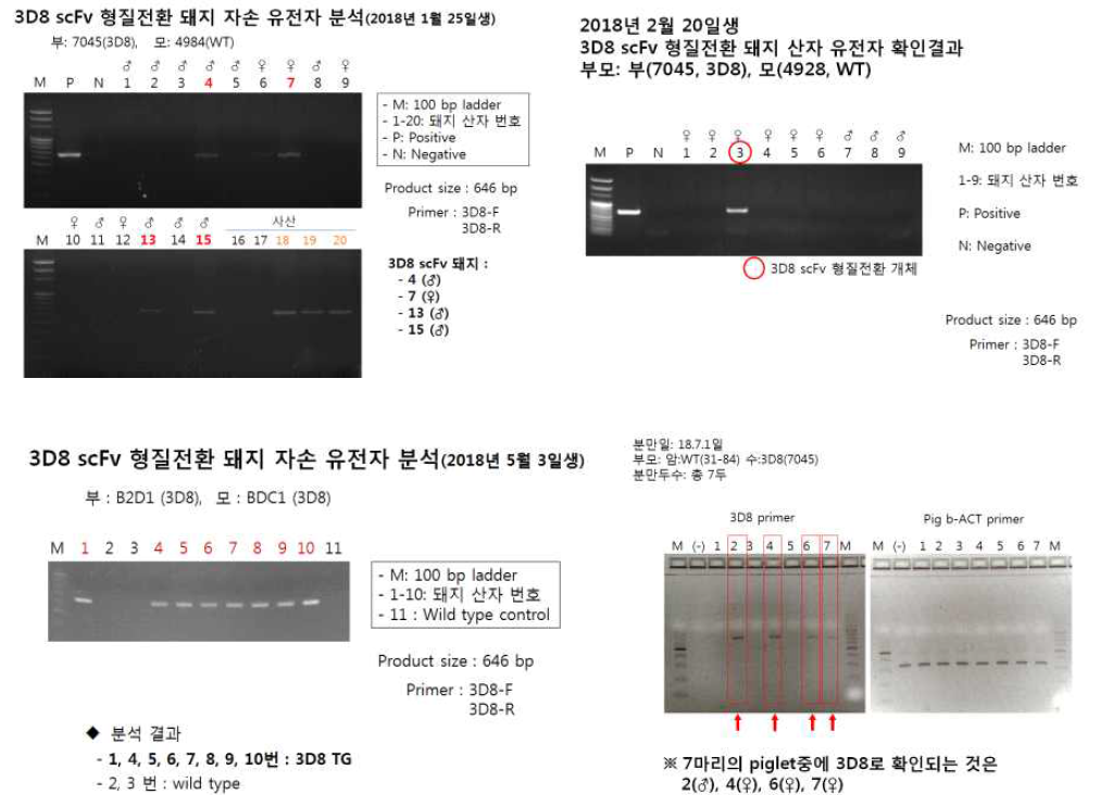 PCR 방법에 의한 3D8형질전환 돼지의 검정