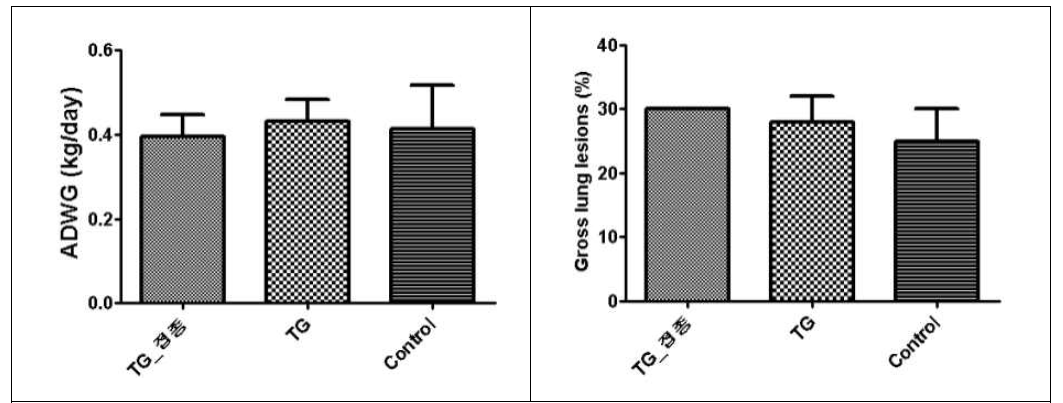 형질전환 자돈 및 일반 자돈의 4주간 일당증체율(ADWG)(왼쪽) 및 형질전환 자돈 및 일반 자돈의 폐병변 지수(오른쪽)