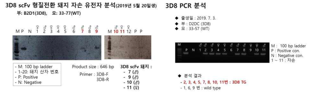 PCR 방법에 의한 3D8형질전환 돼지의 검정