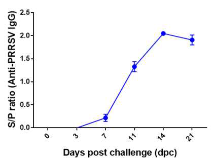 공격접종 일반 자돈의 PRRSV 감염 후 항체가 변화