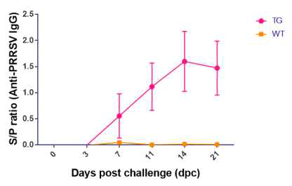 형질전환 자돈과 일반 자돈의 PRRSV 전파에 의한 항체가 변화