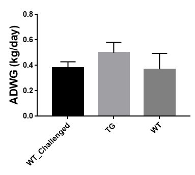 형질전환 자돈 및 일반 자돈의 3 주간 일당증체율(ADWG)
