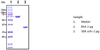 3D8 scFv 단백질 확인