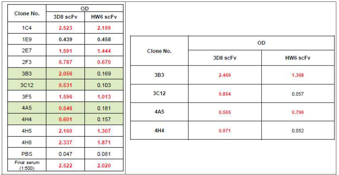 3D8 scFv 항원에 특이적 반응 클론(좌) 및 최종 확인(우)