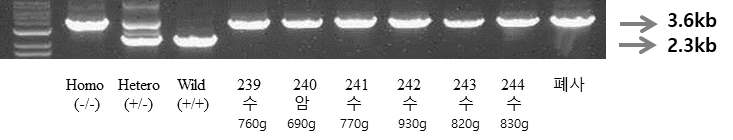 GalT-/- 형질전환 돼지 확인을 위한 PCR 분석의 예시(2015.6. 출생). 2.3kb 단편은 정상의 GalT 유전자를, 3.6kb 단편은 GalT 유전자 기능이 제거(konck-out)된 것을 의미