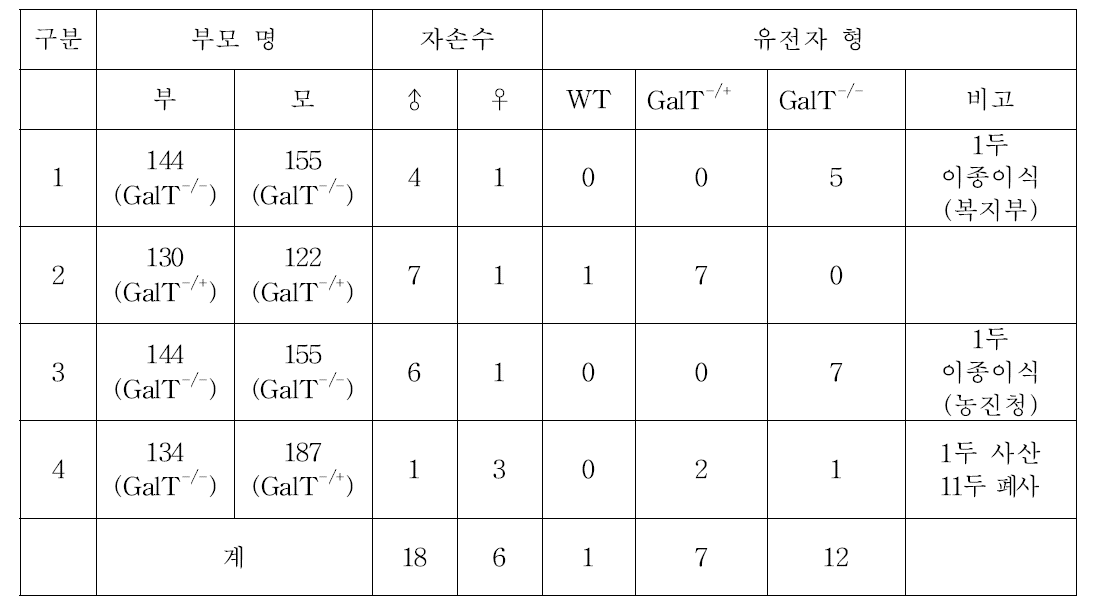 2015년 GalT-/- 형질전환 돼지 생산 현황