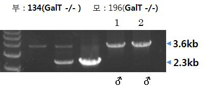 GalT-/- 돼지간 교배로 생산된 자손의 유전자 분석. 2두 모두 GalT-/- 돼지로 판명