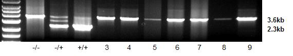 GalT-/- 돼지간 교배로 생산된 자손의 유전자 분석