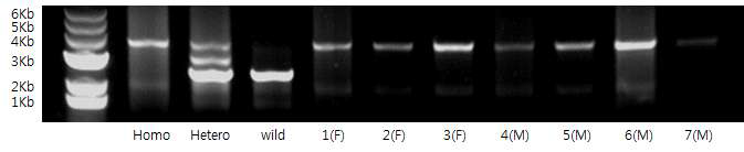 GalT-/- 돼지 간 교배로 생산된 자손의 유전자 분석. 7두 모두 중 2두 GalT-/-로 판명