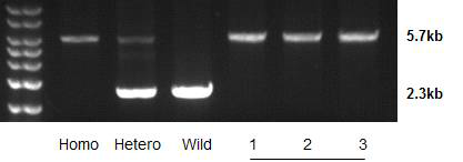 GalT-MCP/+와 GalT-MCP/-MCP 돼지간 교배로 생산된 자손의 유전자 분석