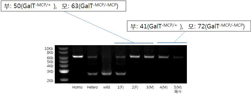 GalT-MCP/+와 GalT-MCP/-MCP 돼지간 교배로 생산된 자손의 유전자 분석